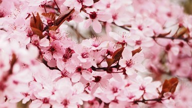 日語證書(基礎)