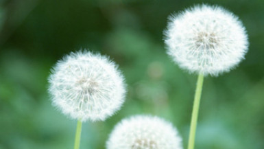 幼兒記憶力及專注力訓練 (適合家長及3至4歲幼兒一同參與)